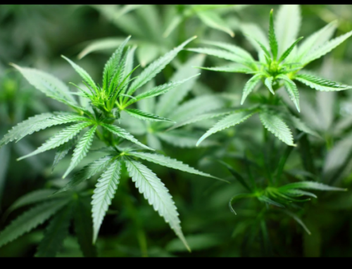 תוצאה נדירה – עבודות שירות בתיק גידול 13 קילו קנאביס, 188 שתילים, במעבדה משוכללת ומקצועית. ערעור המדינה להחמרת העונש ל18 חודשי מאסר וחילוט מחצית דירה נדחה!