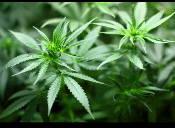 נהיגה בהשפעת קנאביס רפואי