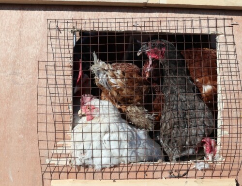 ביטול הרשעה בתיק פלילי שהתחיל כשוד תרנגולות שהובלו לכפרות.