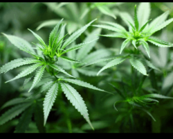 שימוש עצמי או סחר בסמים